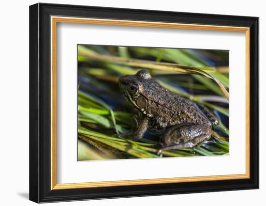 Green frog in the grass by Mattawamkeag River in Wytipitlock, Maine.-Jerry & Marcy Monkman-Framed Photographic Print