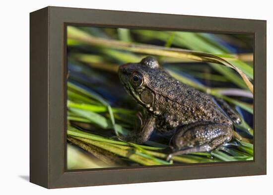 Green frog in the grass by Mattawamkeag River in Wytipitlock, Maine.-Jerry & Marcy Monkman-Framed Premier Image Canvas