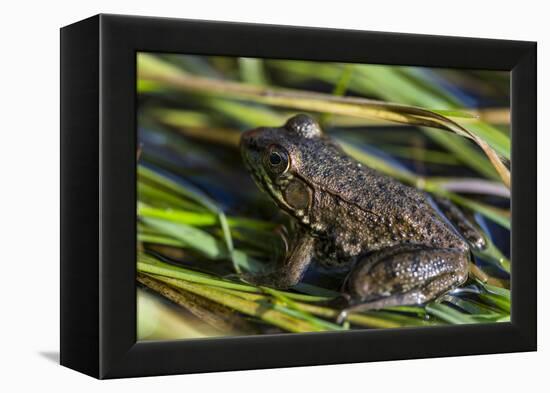 Green frog in the grass by Mattawamkeag River in Wytipitlock, Maine.-Jerry & Marcy Monkman-Framed Premier Image Canvas