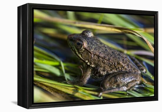 Green frog in the grass by Mattawamkeag River in Wytipitlock, Maine.-Jerry & Marcy Monkman-Framed Premier Image Canvas