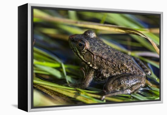 Green frog in the grass by Mattawamkeag River in Wytipitlock, Maine.-Jerry & Marcy Monkman-Framed Premier Image Canvas