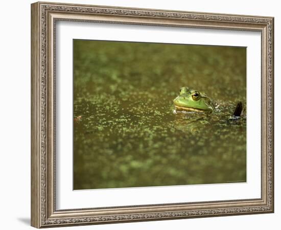 Green Frog-Adam Jones-Framed Photographic Print