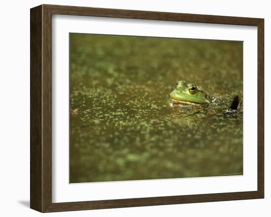 Green Frog-Adam Jones-Framed Photographic Print