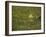 Green Frog-Adam Jones-Framed Photographic Print