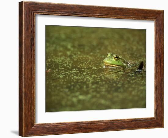 Green Frog-Adam Jones-Framed Photographic Print