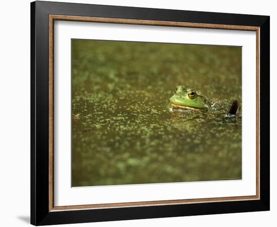 Green Frog-Adam Jones-Framed Photographic Print