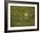 Green Frog-Adam Jones-Framed Photographic Print