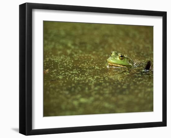 Green Frog-Adam Jones-Framed Photographic Print