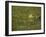 Green Frog-Adam Jones-Framed Photographic Print