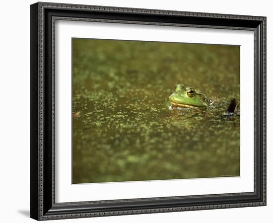 Green Frog-Adam Jones-Framed Photographic Print