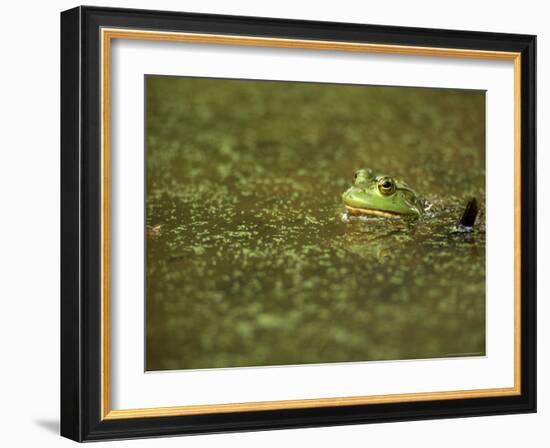 Green Frog-Adam Jones-Framed Photographic Print