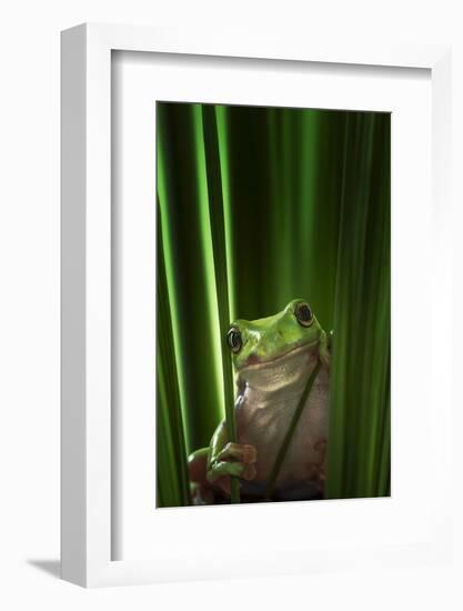 Green Frog-Ahmad Gafuri-Framed Photographic Print