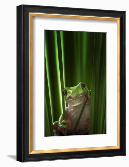 Green Frog-Ahmad Gafuri-Framed Photographic Print