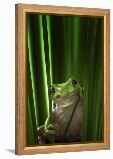 Green Frog-Ahmad Gafuri-Framed Premier Image Canvas