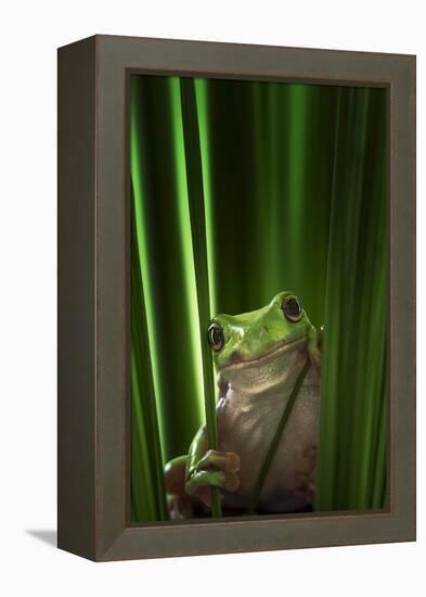 Green Frog-Ahmad Gafuri-Framed Premier Image Canvas