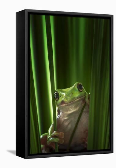 Green Frog-Ahmad Gafuri-Framed Premier Image Canvas