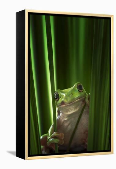 Green Frog-Ahmad Gafuri-Framed Premier Image Canvas