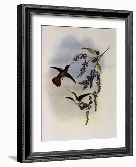 Green-Fronted Azure-Crown, Uranomitra Viridifrons-John Gould-Framed Giclee Print