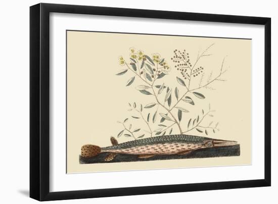 Green Gar Fish-Mark Catesby-Framed Art Print