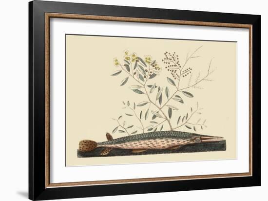 Green Gar Fish-Mark Catesby-Framed Art Print