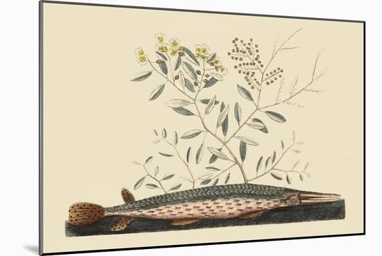 Green Gar Fish-Mark Catesby-Mounted Art Print