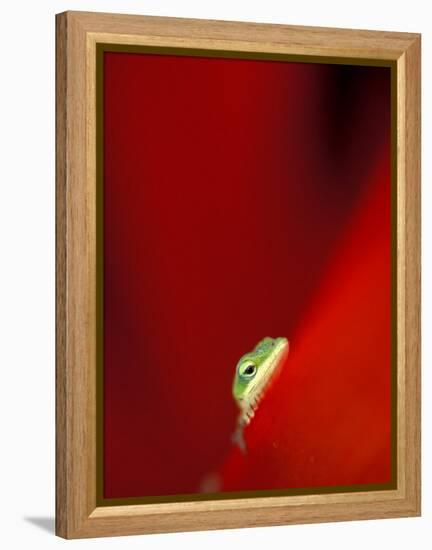 Green Gecko on Red Agave, Maui, Hawaii, USA-Brent Bergherm-Framed Premier Image Canvas