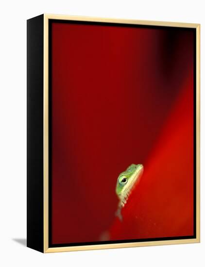 Green Gecko on Red Agave, Maui, Hawaii, USA-Brent Bergherm-Framed Premier Image Canvas