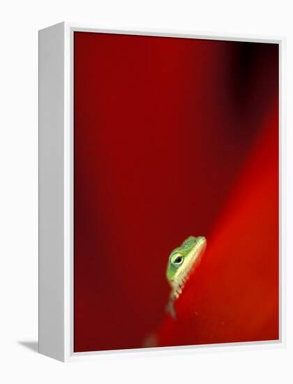 Green Gecko on Red Agave, Maui, Hawaii, USA-Brent Bergherm-Framed Premier Image Canvas