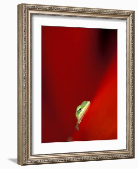 Green Gecko on Red Agave, Maui, Hawaii, USA-Brent Bergherm-Framed Photographic Print