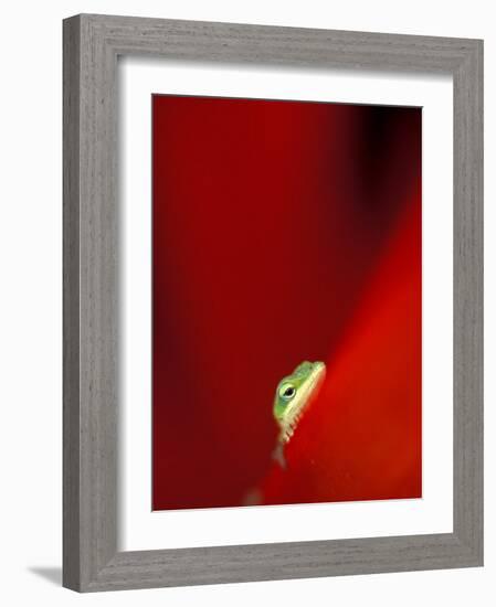 Green Gecko on Red Agave, Maui, Hawaii, USA-Brent Bergherm-Framed Photographic Print