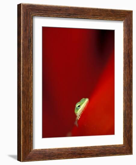 Green Gecko on Red Agave, Maui, Hawaii, USA-Brent Bergherm-Framed Photographic Print