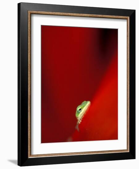 Green Gecko on Red Agave, Maui, Hawaii, USA-Brent Bergherm-Framed Photographic Print