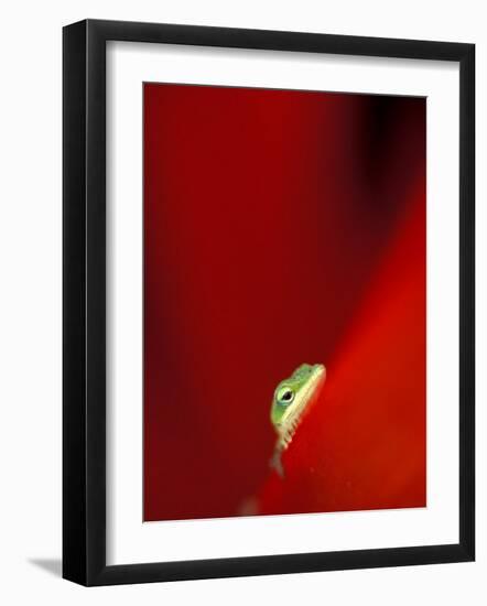 Green Gecko on Red Agave, Maui, Hawaii, USA-Brent Bergherm-Framed Photographic Print