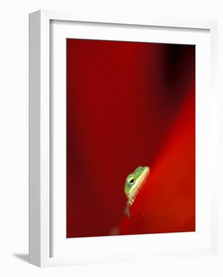 Green Gecko on Red Agave, Maui, Hawaii, USA-Brent Bergherm-Framed Photographic Print