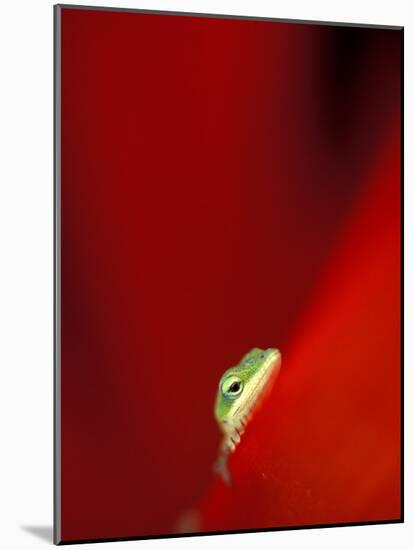 Green Gecko on Red Agave, Maui, Hawaii, USA-Brent Bergherm-Mounted Photographic Print