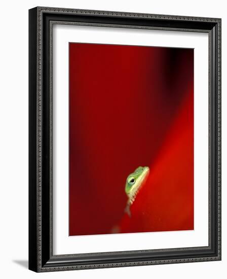 Green Gecko on Red Agave, Maui, Hawaii, USA-Brent Bergherm-Framed Photographic Print