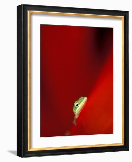 Green Gecko on Red Agave, Maui, Hawaii, USA-Brent Bergherm-Framed Photographic Print