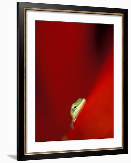 Green Gecko on Red Agave, Maui, Hawaii, USA-Brent Bergherm-Framed Photographic Print