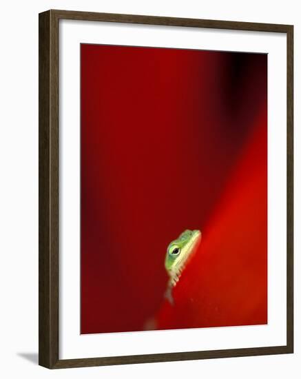 Green Gecko on Red Agave, Maui, Hawaii, USA-Brent Bergherm-Framed Photographic Print