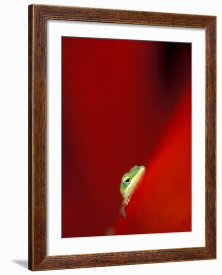 Green Gecko on Red Agave, Maui, Hawaii, USA-Brent Bergherm-Framed Photographic Print