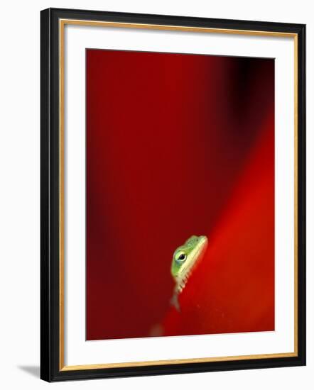 Green Gecko on Red Agave, Maui, Hawaii, USA-Brent Bergherm-Framed Photographic Print