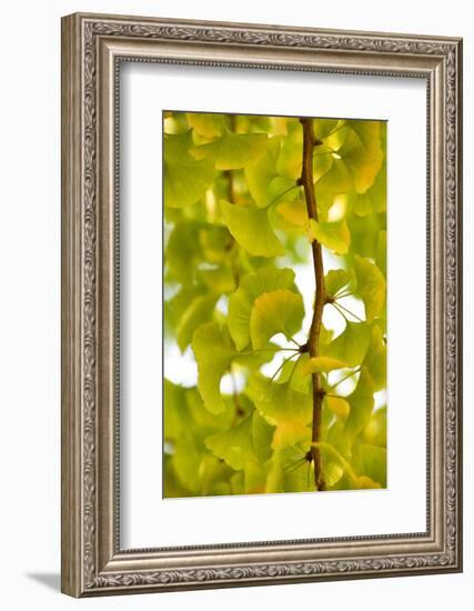 Green Gingko-Philippe Sainte-Laudy-Framed Photographic Print