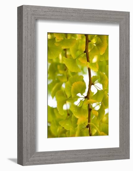 Green Gingko-Philippe Sainte-Laudy-Framed Photographic Print