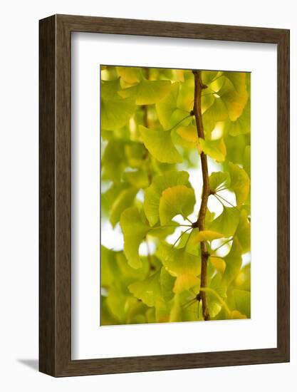 Green Gingko-Philippe Sainte-Laudy-Framed Photographic Print