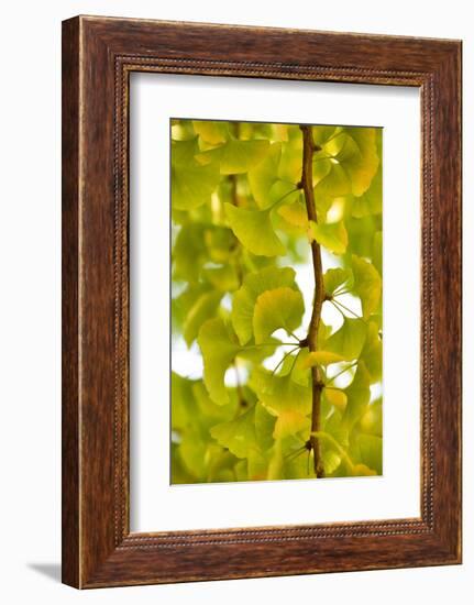 Green Gingko-Philippe Sainte-Laudy-Framed Photographic Print