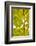 Green Gingko-Philippe Sainte-Laudy-Framed Photographic Print