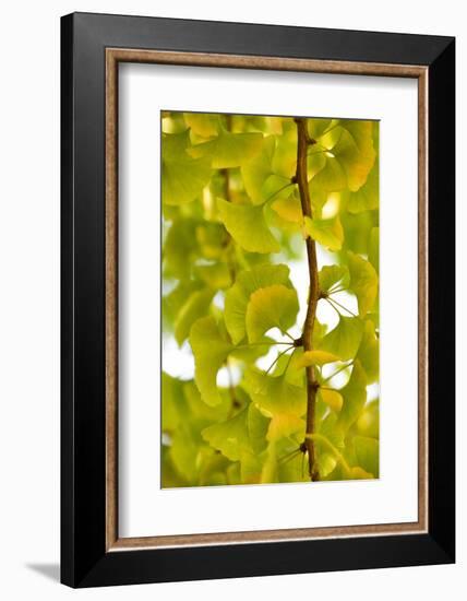 Green Gingko-Philippe Sainte-Laudy-Framed Photographic Print