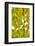 Green Gingko-Philippe Sainte-Laudy-Framed Photographic Print