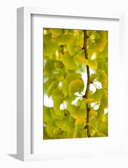 Green Gingko-Philippe Sainte-Laudy-Framed Photographic Print