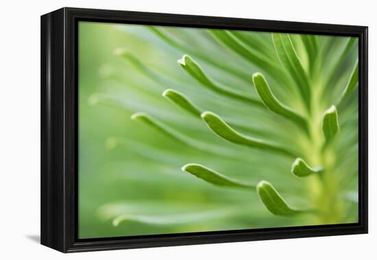 Green Goddess 2-Ross Gordon-Framed Premier Image Canvas